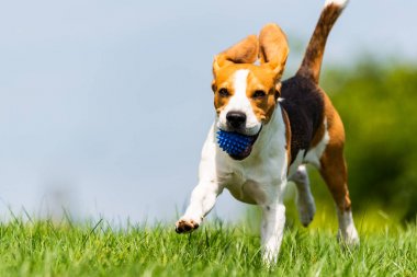 Beagle köpek kameraya doğru yeşil çayır üzerinden çalışır.