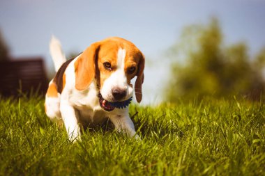 Köpek beagle yaz günü yeşil bir çim üzerinde bir oyuncak çiğneme.