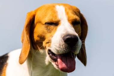 Mavi berrak gökyüzüne karşı Beagle köpek closeup baş portre. Dil dışarı ile yaz sıcağında Köpek.