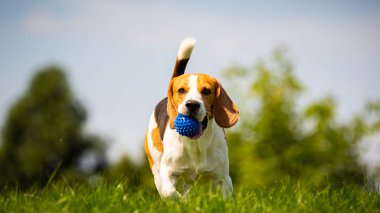 Beagle köpek kameraya doğru yeşil çayır üzerinden çalışır.