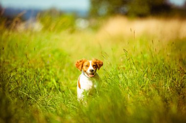 Breton spanyel dişi köpek kameraya doğru koşuyor.