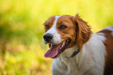 Yeşil çim breton spaniel dişi köpek yavrusu.