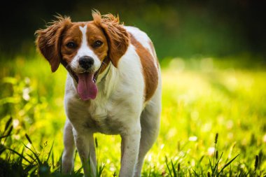 Breton spaniel yeşil çim ayakta dişi köpek yavrusu