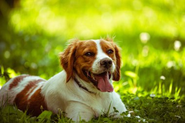 Breton spaniel dişi köpek yavrusu yeşil çimenler içinde yatan