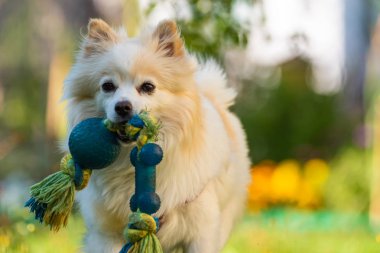 Güzel beyaz köpek - pomeranian alman spitz klein kameraya doğru çalışan bir oyuncak alma