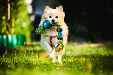 Pomeranya köpeği Alman Spitz Klein kameraya doğru koşan bir oyuncak getiriyor..
