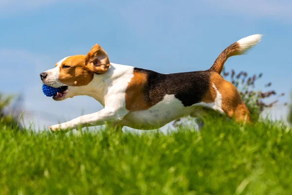 Parkta Beagle köpek eğlenceli açık çalıştırmak ve topla atlamak