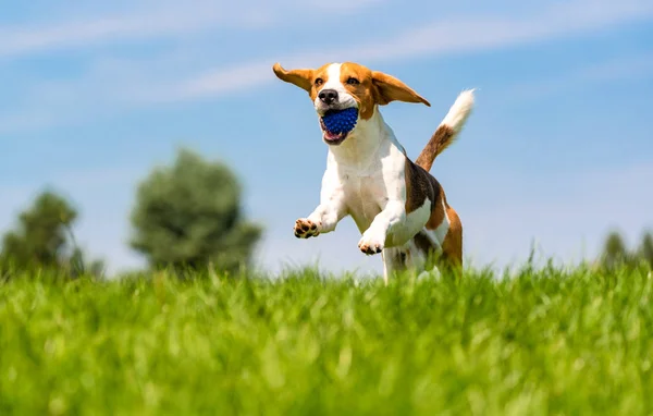 Beagle pies zabawy w ogrodzie na zewnątrz biegać i skakać z piłką w kierunku kamery — Zdjęcie stockowe