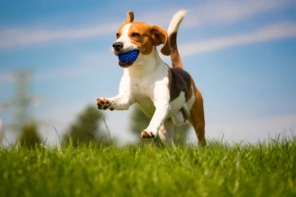 Beagle dog fun in garden outdoors run and jump with ball towards camera — Stock Photo, Image