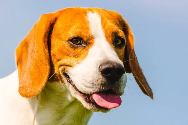 Mavi berrak gökyüzüne karşı Beagle köpek closeup baş portre. Dil dışarı ile yaz sıcağında Köpek.