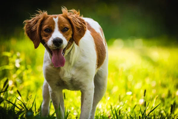 Breton spaniel female puppy standing in green grass — Stock Photo, Image