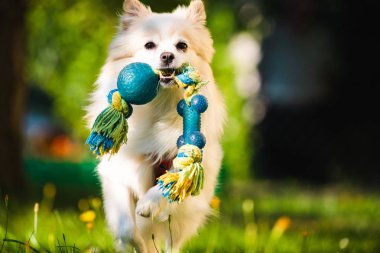 Güzel beyaz köpek - pomeranian alman spitz klein kameraya doğru çalışan bir oyuncak alma