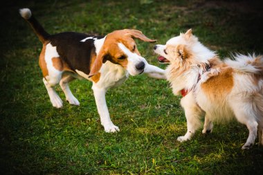 Beyaz Pomeranya tükürüğüyle yeşil çimlerde oynayan av köpeği.