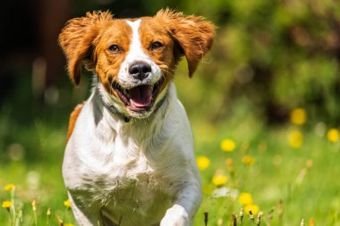 Brittany köpeği, dişi köpek kameraya doğru koşuyor.