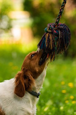 Brittany köpek yavrusu savaş römorkör dışında oynuyor.