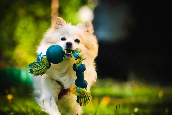 Beau chien blanc - poméranien allemand spitz klein aller chercher un jouet courant vers la caméra — Photo