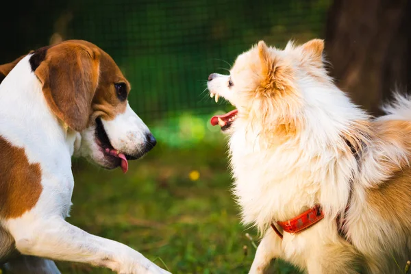 Beagle σκυλί με λευκό pomeranian σπιτζ παίζει σε ένα πράσινο γρασίδι — Φωτογραφία Αρχείου