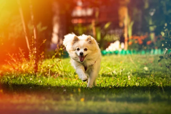 Pomerania perro alemán spitz klein buscar un juguete corriendo hacia la cámara. — Foto de Stock