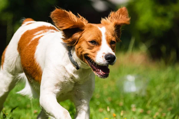 Brittany dog spaniel female puppy running towards camera — Stock Photo, Image