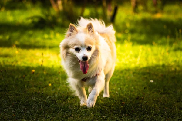 Pomerania cane tedesco spitz klein in cortile — Foto Stock