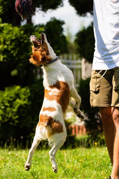 Brittany spaniel köpek dışında savaş römorkör oynuyor. Bir ip almak için yüksek atlama
