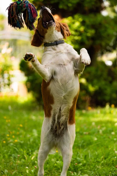 Anjing Brittany bermain di luar tarik-menarik perang. Melompat tinggi untuk mendapatkan tali — Stok Foto