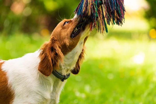 Brittany dog puppy playing outside tug of war.