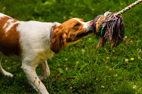 Brittany dog puppy playing outside tug of war. — Stock Photo