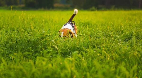 Beagle pies zabawy w ogrodzie na zewnątrz biegać i skakać z piłką w kierunku kamery — Zdjęcie stockowe