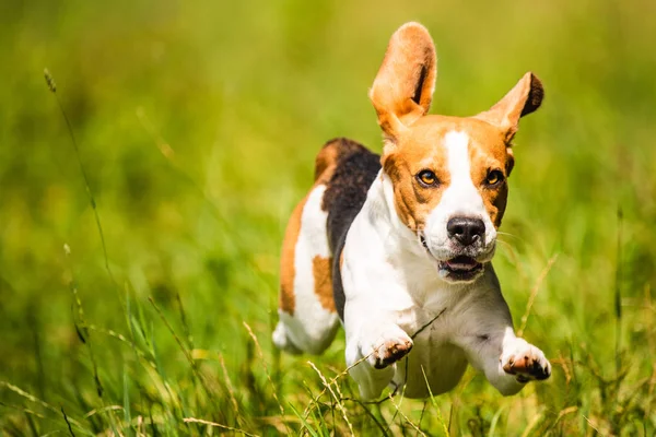 Beagle psí zábava na poli venku běží a skáče do kamery s ušima v vzduchových nohách nad zemí. Stock Obrázky