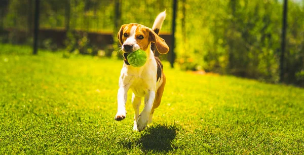 Веселая собака в саду на свежем воздухе бегает и прыгает с мячом в сторону камеры — стоковое фото