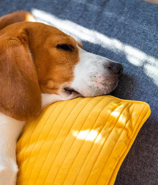 Собака лежит, спит на диване на жёлтой подушке. Собачий фон — стоковое фото