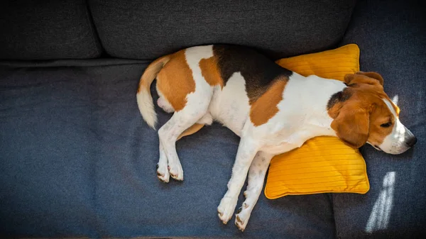 Cão deitado, dormindo no sofá na almofada amarela. Fundo canino — Fotografia de Stock