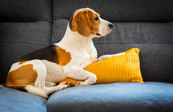 Köpek yatıyor, sarı yastıkta kanepede uyuyor. Kan arka plan