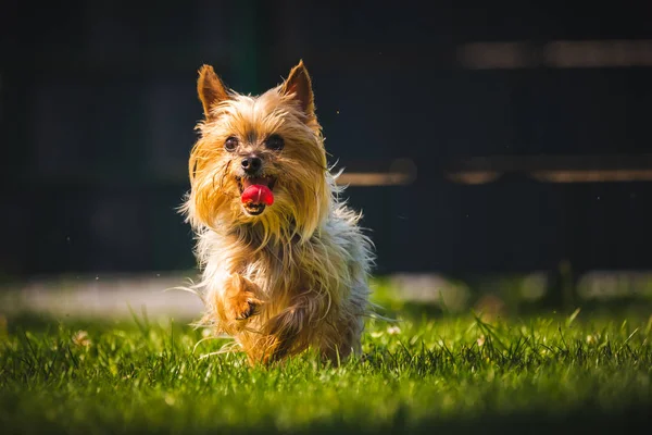 Un increíble Yorkshire Terrier se divierte corriendo hacia la cámara. — Foto de Stock