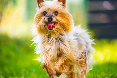 İnanılmaz bir Yorkshire Teriyeri kameraya doğru koşarken eğleniyor..
