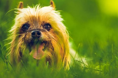Yorkshire Teriyeri kameraya bakıyor, çimlerin üzerinde oturuyor.