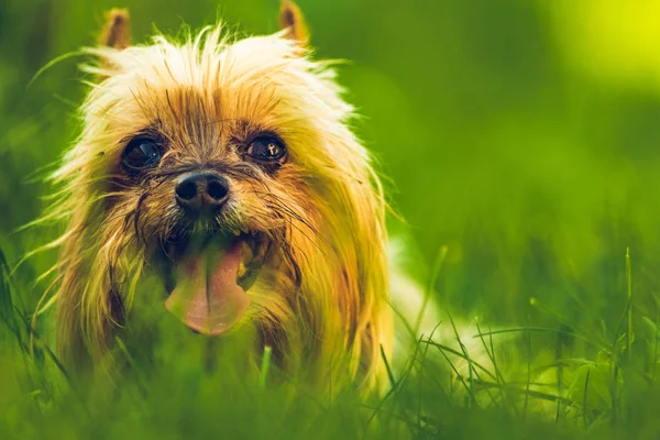 Yorkshire Teriyeri kameraya bakıyor, çimlerin üzerinde oturuyor.