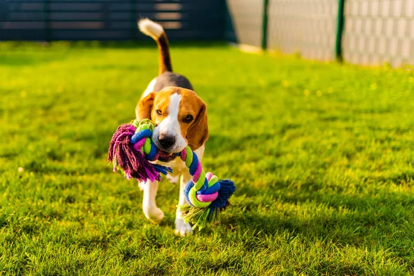Beagle dog fun in garden outdoors run and jump with rope towards camera — Stock Photo, Image