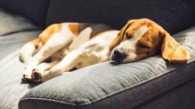 Köpek yatıyor, karanlık kanepede uyuyor. Kan arka plan