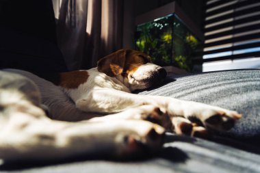 Köpek yatıyor, karanlık kanepede uyuyor. Kan arka plan
