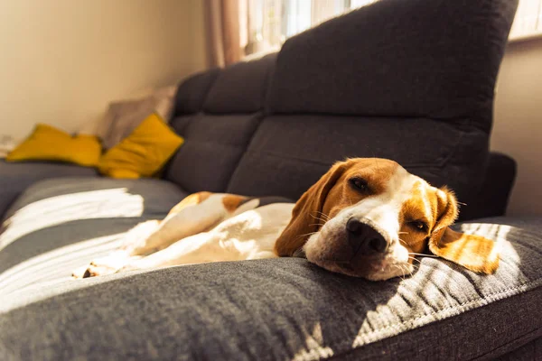 Hund liegend auf dem dunklen Sofa schlafend. Hundehintergrund — Stockfoto