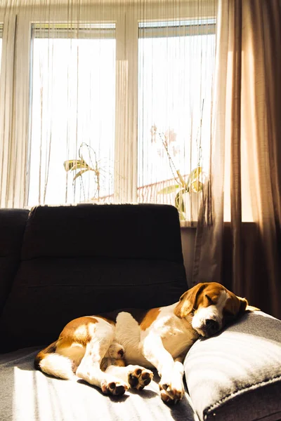 Ο σκύλος ψεύδεται, κοιμάται στον σκοτεινό καναπέ. Φόντο σκύλου — Φωτογραφία Αρχείου