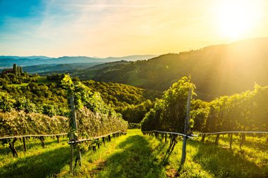 Avusturya'nın Kitzeck im Sausal Leibnitz kasabasında üzüm sırası