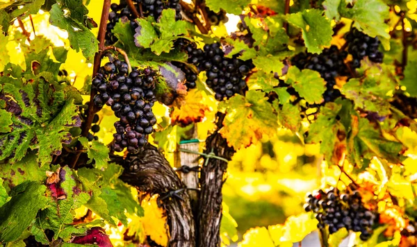 Uvas rojas en el viñedo sobre fondo verde brillante. Contexto —  Fotos de Stock