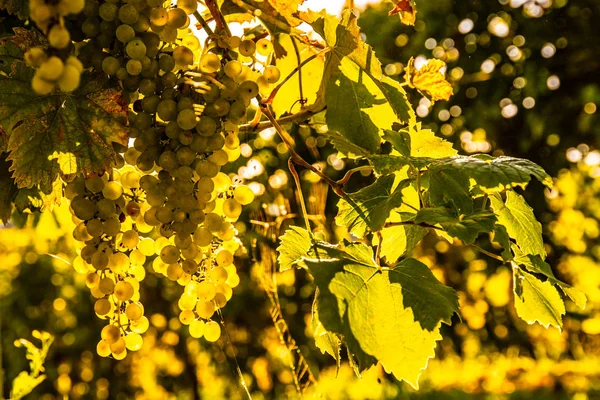 Зеленый виноград на винограднике на ярко-зеленом фоне. Солнечная вспышка — стоковое фото