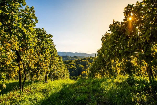 Zöld szőlő a szőlőskertben mint ragyogó zöld háttér. Táj — Stock Fotó