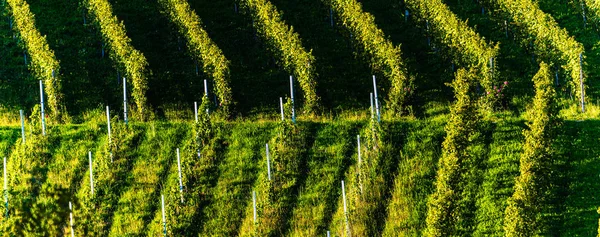 Rows Of Vineyard Grape Vines. Autumn Landscape. Austria south Styria . Abstract Background Of Autumn Vineyards Rows. — Stock Photo, Image