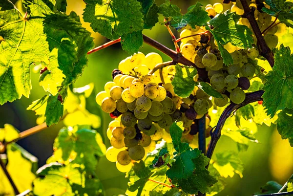 Raisins verts sur vignoble sur fond vert vif. Éclair de soleil — Photo