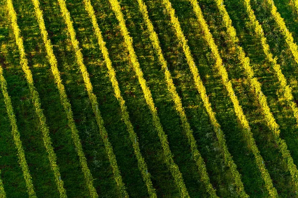 Rows Of Vineyard Grape Vines. Autumn Landscape. Austria south Styria . Abstract Background Of Autumn Vineyards Rows. — Stock Photo, Image